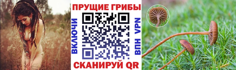 kraken онион  Курлово  Псилоцибиновые грибы GOLDEN TEACHER 